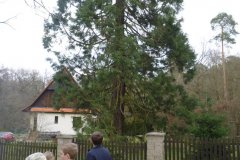 Sekvoj bez dinosaura