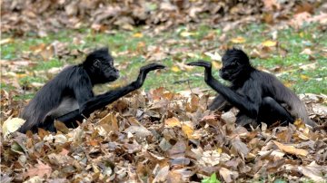 PRIMÁTI – exkurze do ZOO