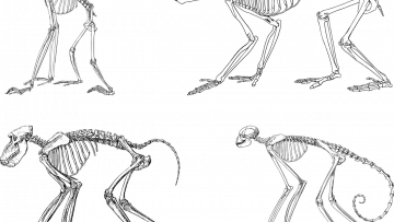 Přírodopis 8.B